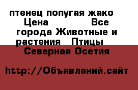 птенец попугая жако  › Цена ­ 60 000 - Все города Животные и растения » Птицы   . Северная Осетия